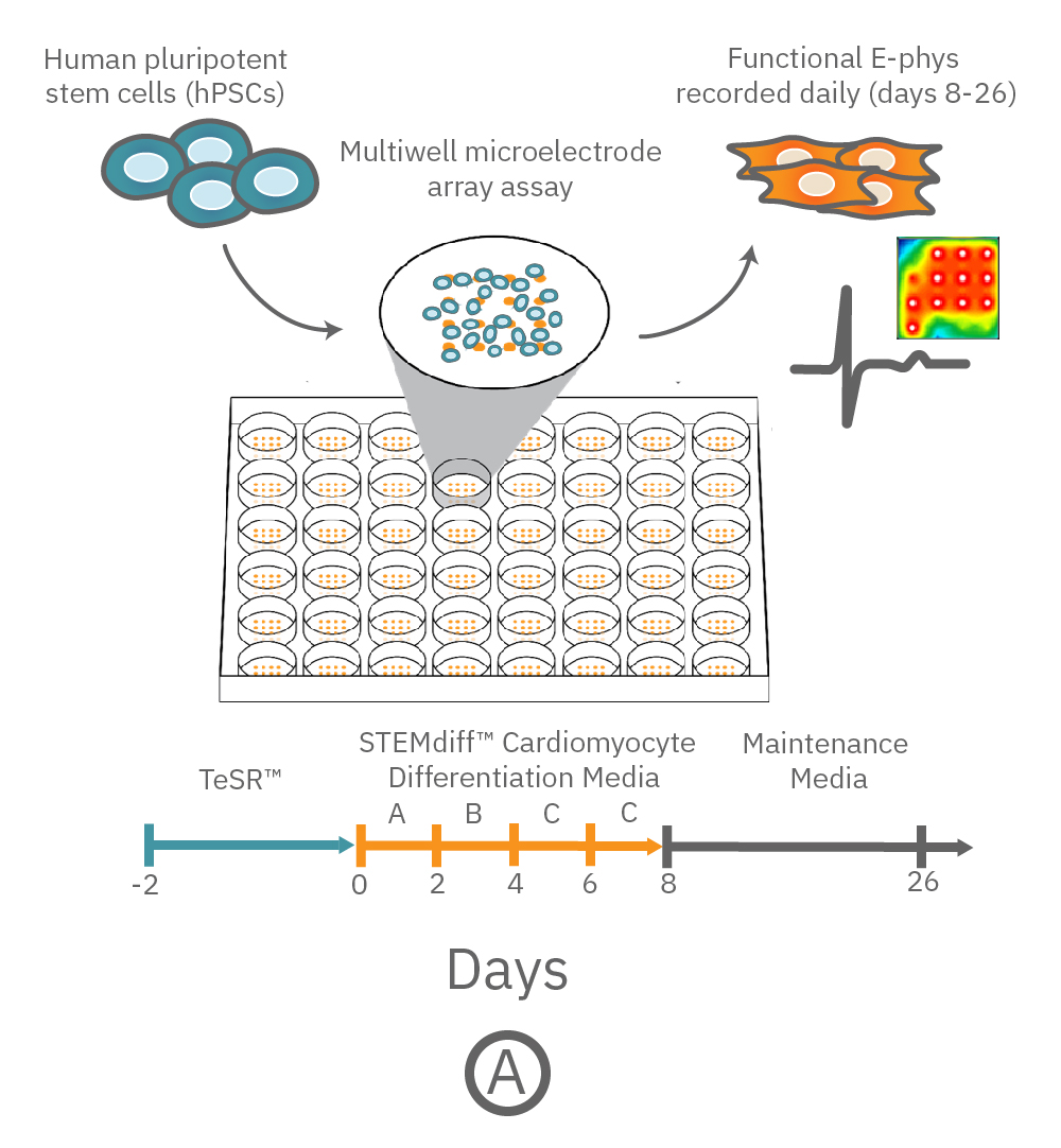 Cardiac Development | Axion Biosystems